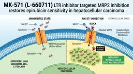 MK-571 (L-660711) LTR inhibitor targeted MRP2 inhibition restores epirubicin sensitivity in hepatocellular carcinoma