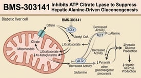 BMS-303141 Inhibits ATP Citrate Lyase to Suppress Hepatic Alanine-Driven Gluconeogenesis