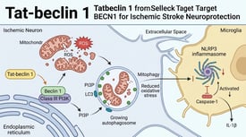 Tat-beclin 1 Tatbeclin 1 from Selleck Target BECN1 for Ischemic Stroke Neuroprotection