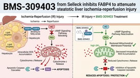 BMS-309403 from Selleck inhibits FABP4 to attenuate steatotic liver ischemia-reperfusion injury