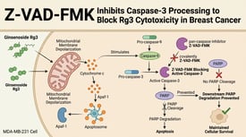 Z-VAD-FMK Inhibits Caspase-3 Processing to Block Rg3 Cytotoxicity in Breast Cancer
