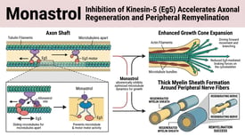 Monastrol Inhibition of Kinesin-5 (Eg5) Accelerates Axonal Regeneration and Peripheral Remyelination