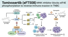 Tomivosertib (eFT508) MNK inhibitor blocks eIF4E phosphorylation to reverse immune evasion in TNBC