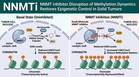 NNMTi NNMT inhibitor Disruption of Methylation Dynamics Restores Epigenetic Control in Solid Tumors