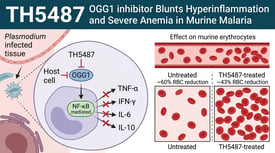 TH5487 OGG1 inhibitor Blunts Hyperinflammation and Severe Anemia in Murine Malaria