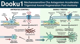 Dooku1 Mechanosensitive Cha Antagonism Accelerates Trigeminal Axonal Regeneration Post-Axotomy
