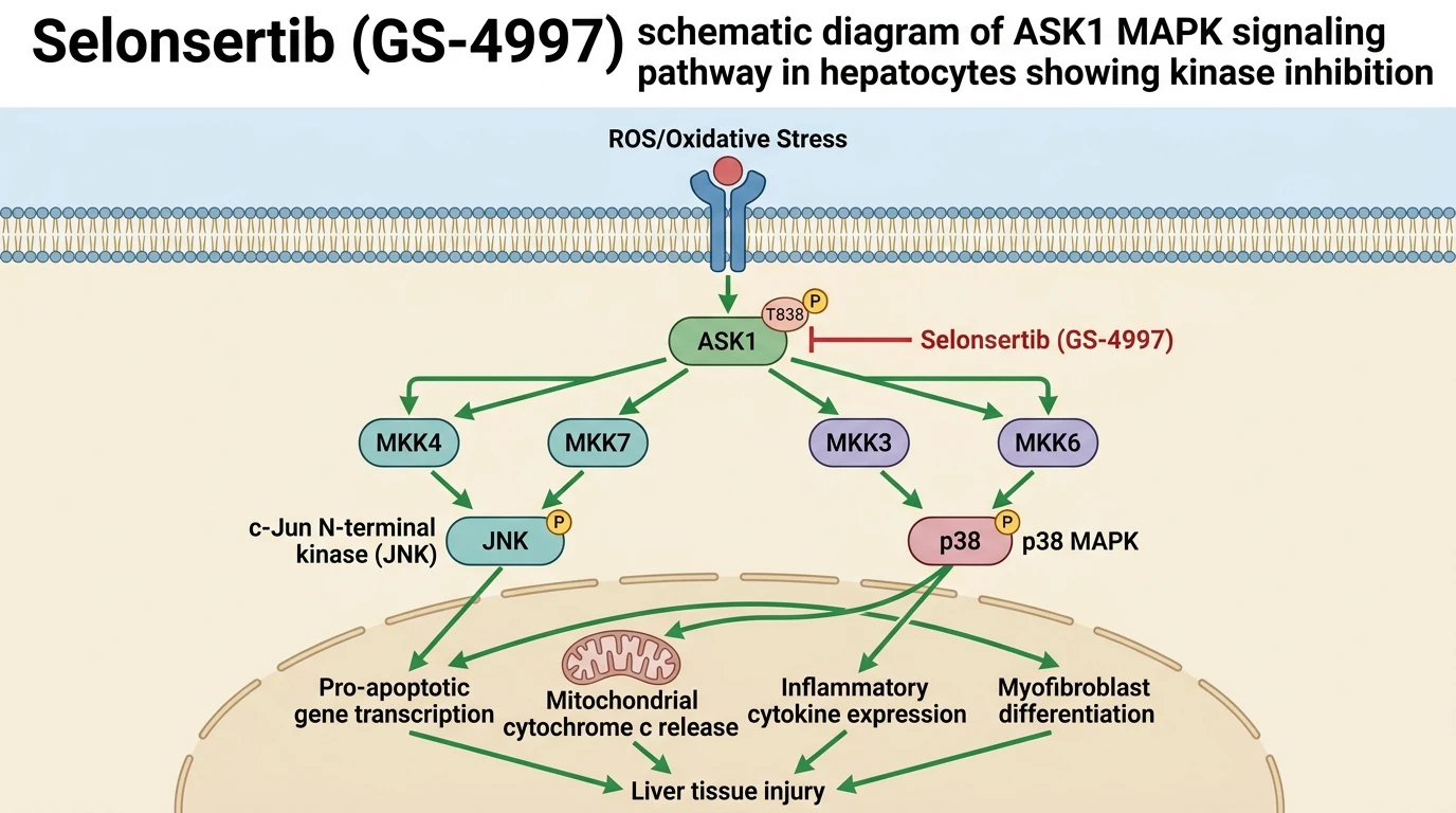 Selonsertib GS-4997 schematic diagram of ASK1 MAPK signaling pathway in hepatocytes showing kinase inhibition