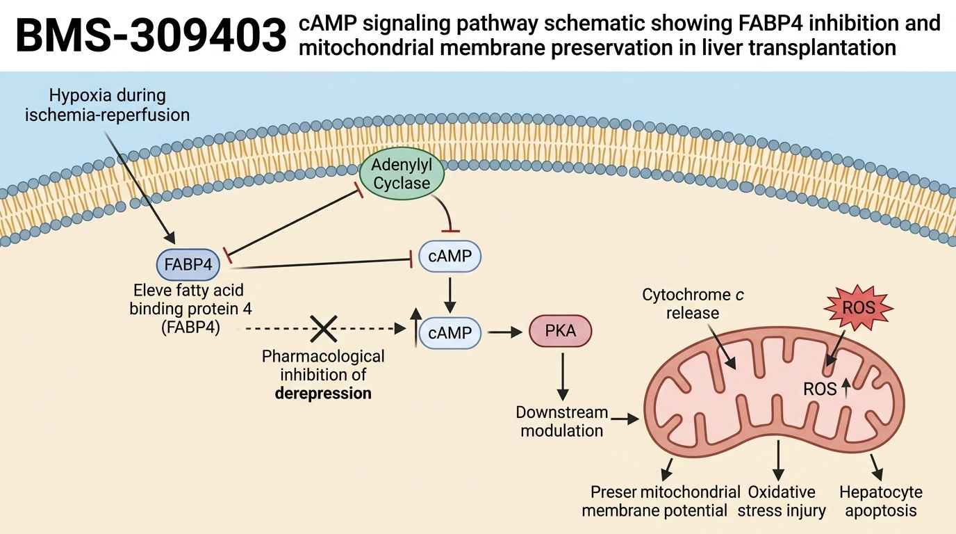 BMS-309403 cAMP signaling pathway schematic showing FABP4 inhibition and mitochondrial membrane preservation in liver transplantation