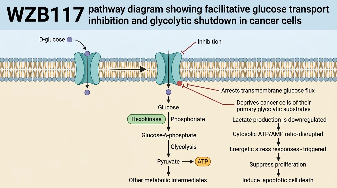 WZB117 pathway diagram showing facilitative glucose transport inhibition and glycolytic shutdown in cancer cells