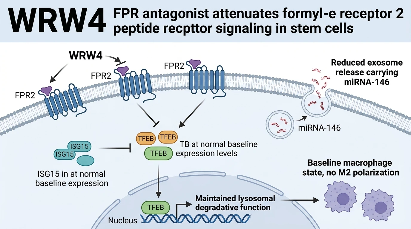 Schematic diagram of formyl peptide receptor 2 signaling pathway showing WRW4 exosome inhibition in stem cells