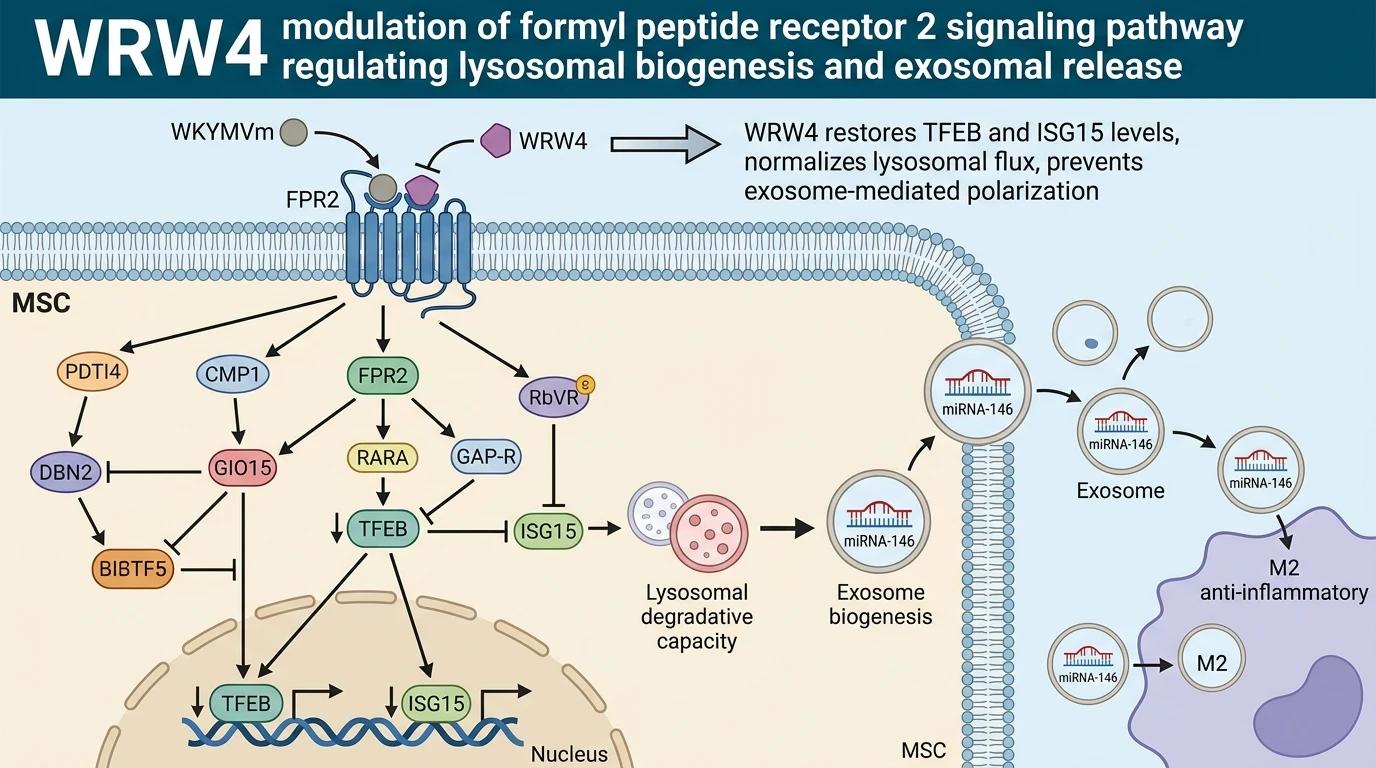 WRW4 modulation of formyl peptide receptor 2 signaling pathway regulating lysosomal biogenesis and exosomal release