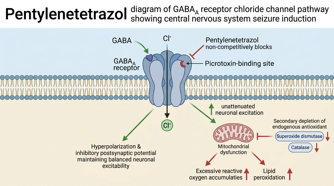 Pentylenetetrazol diagram of GABA_A receptor chloride channel pathway showing central nervous system seizure induction