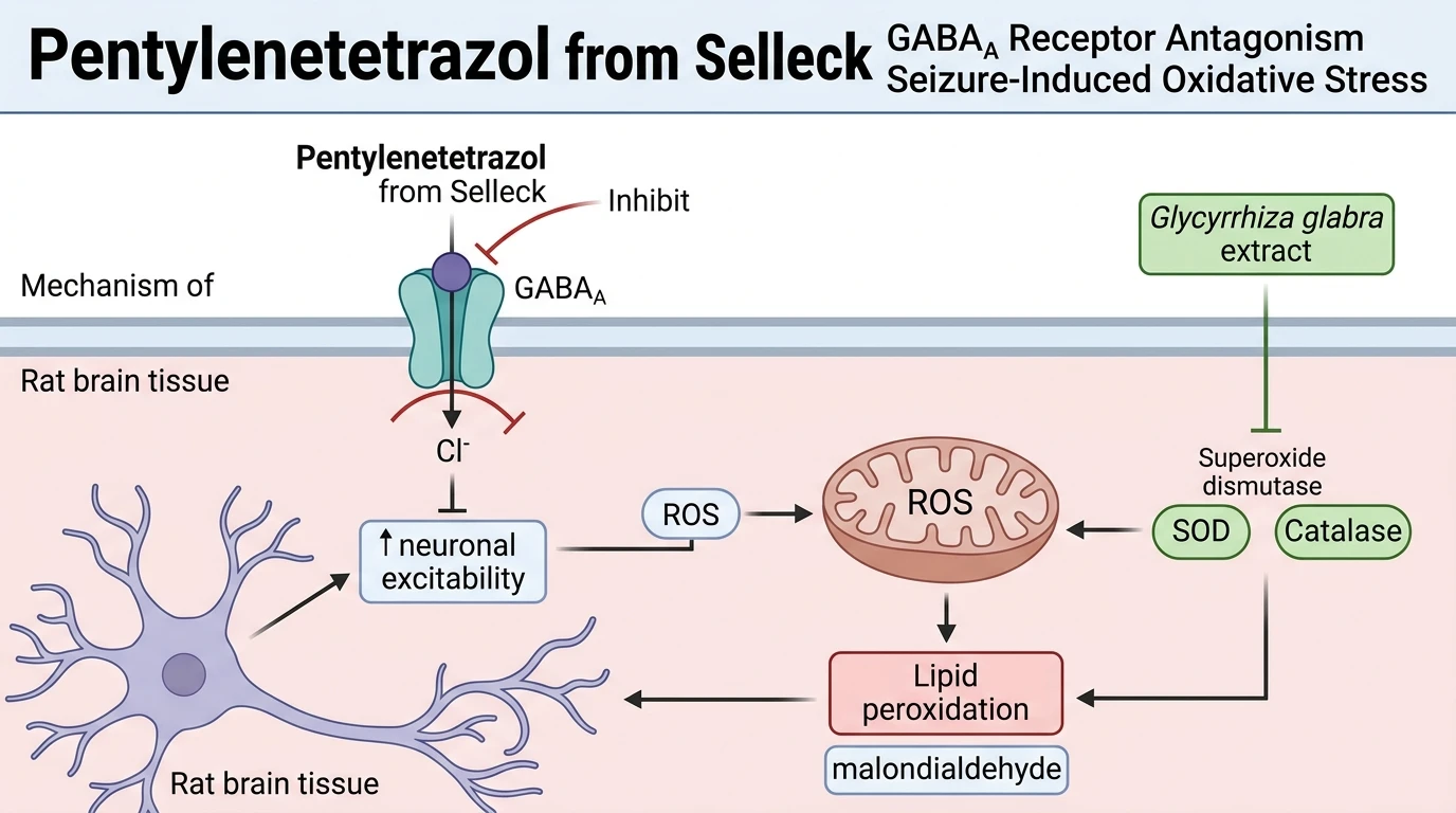 Schematic diagram of GABA_A receptor chloride channel pathway during pentylenetetrazol-induced seizure oxidative stress