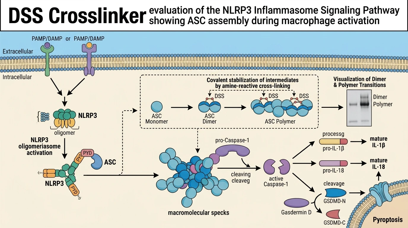 DSS Crosslinker evaluation of the NLRP3 Inflammasome Signaling Pathway showing ASC assembly during macrophage activation