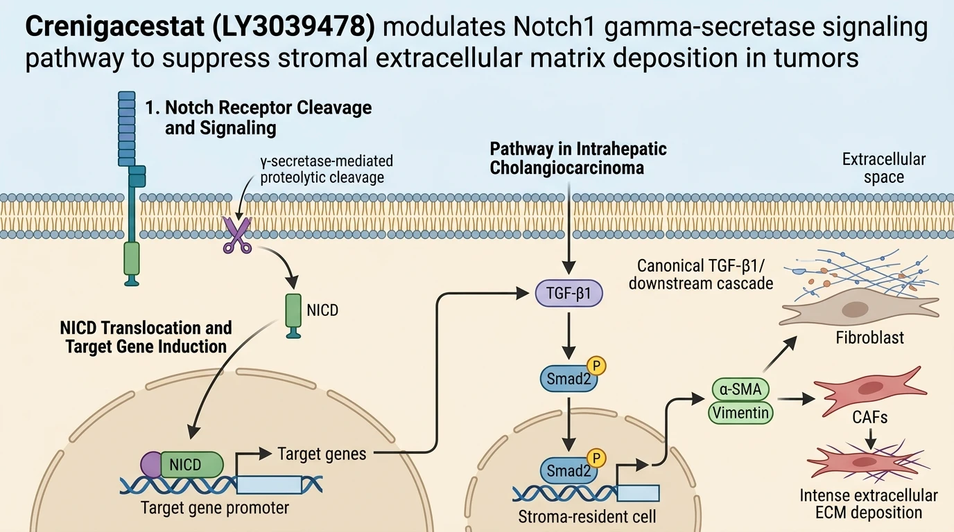 Crenigacestat LY3039478 modulates Notch1 gamma-secretase signaling pathway to suppress stromal extracellular matrix deposition in tumors