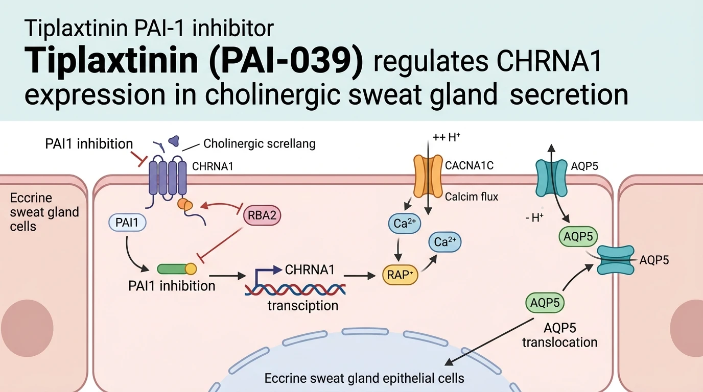 Schematic diagram of PAI1 CHRNA1 cholinergic signaling pathway in eccrine sweat glands showing hyperhidrosis regulation