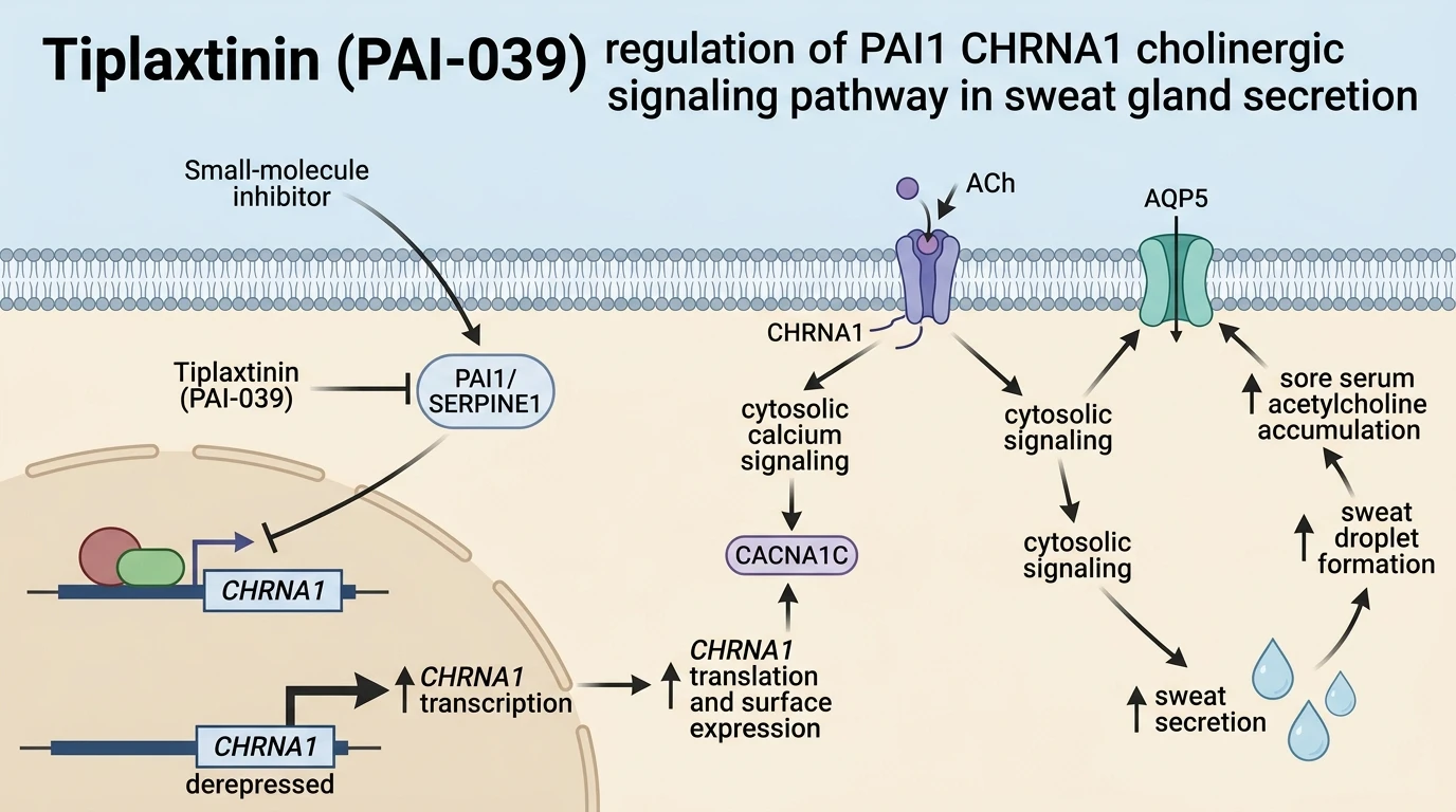 Tiplaxtinin PAI-039 regulation of PAI1 CHRNA1 cholinergic signaling pathway in sweat gland secretion