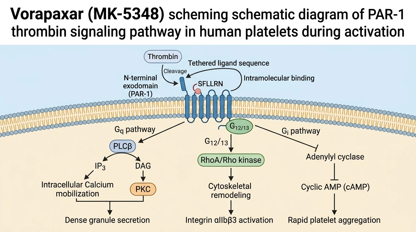 Vorapaxar targeting schematic diagram of PAR-1 thrombin signaling pathway in human platelets during activation
