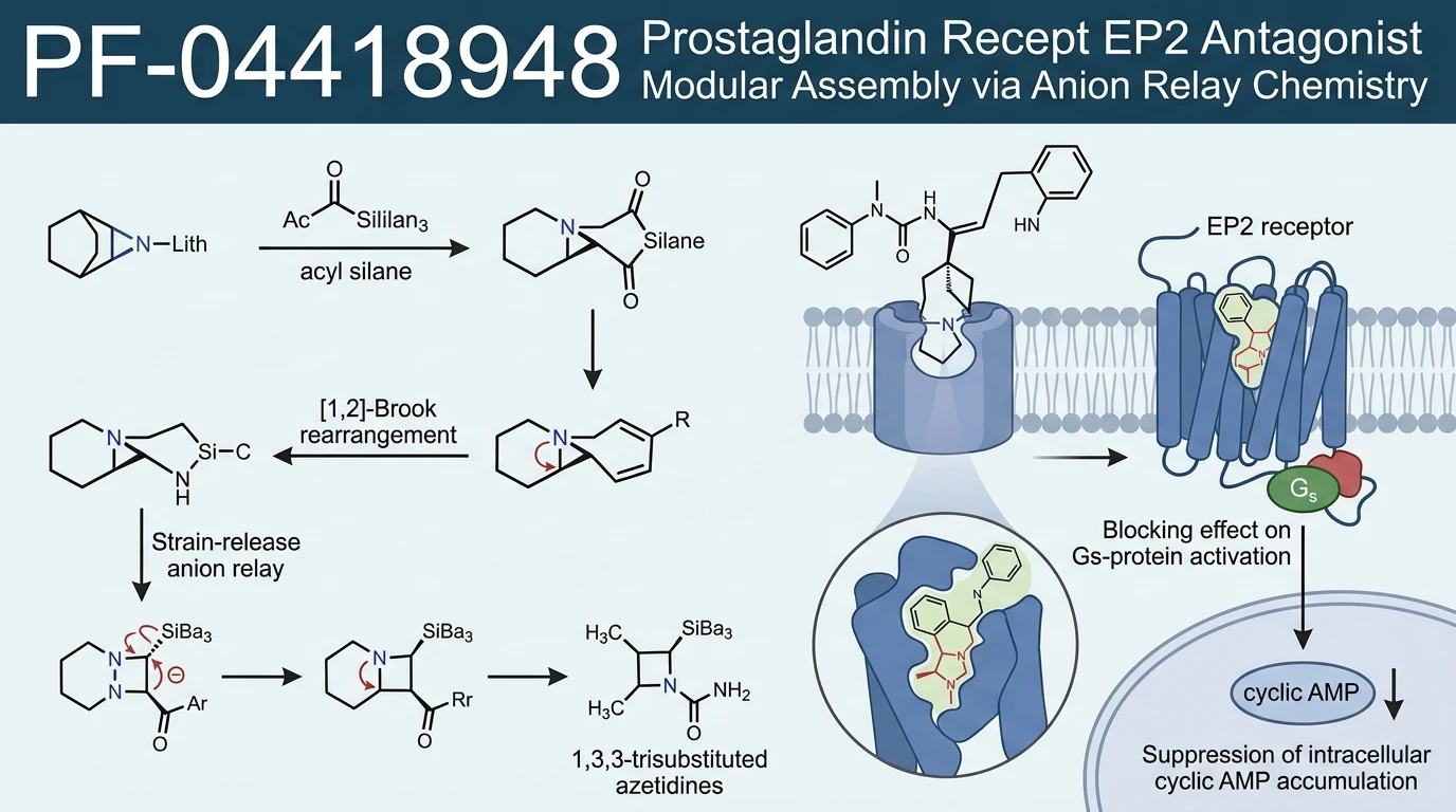 Schematic diagram of prostaglandin EP2 receptor signaling pathway showing selective antagonist engagement in cellular models
